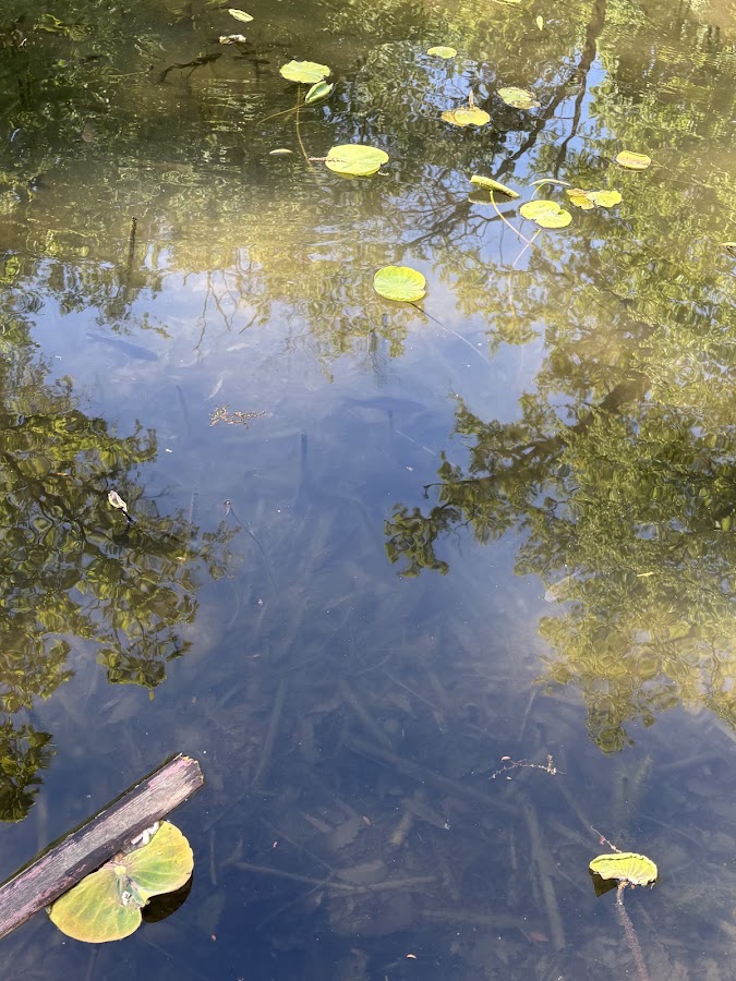 Fotografie de Lacul cu nuferi 1