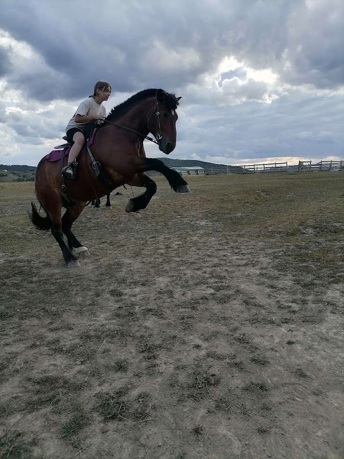 Photo of Free Horses Ranch - La caii liberi