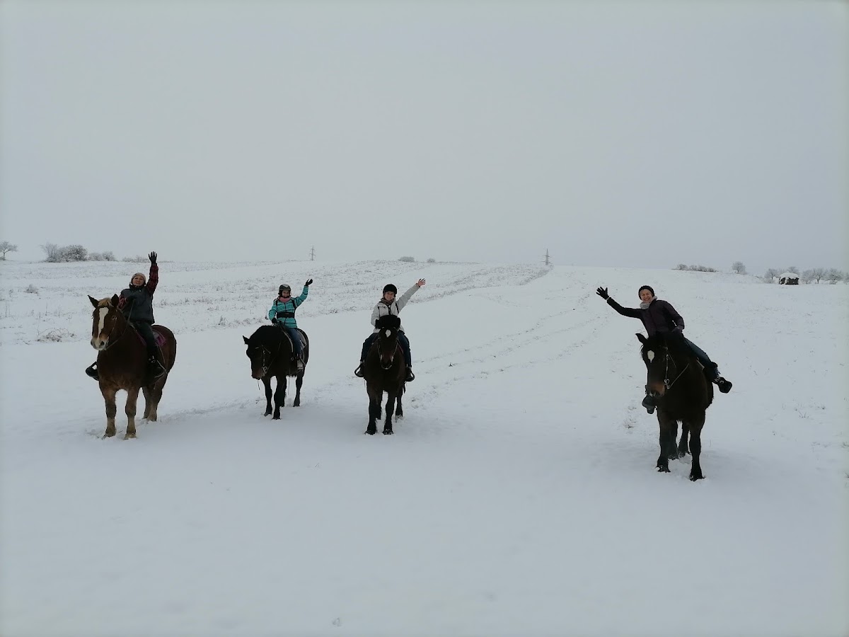 Photo of Free Horses Ranch - La caii liberi