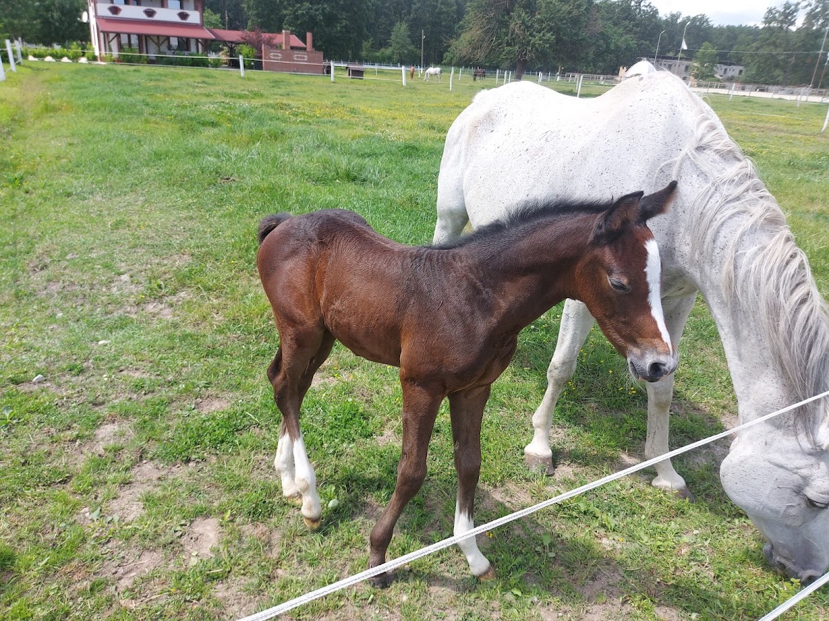 Photo de Horse Heaven