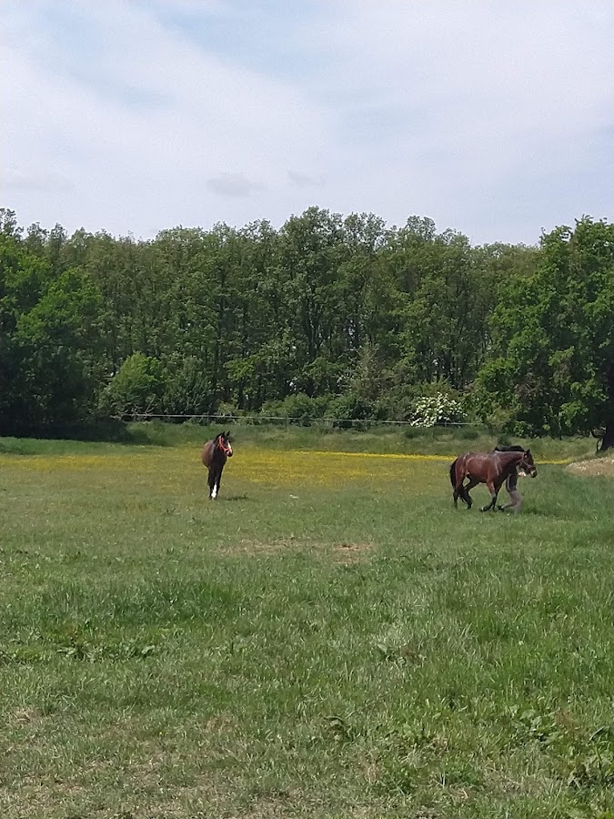 Photo de Horse Heaven