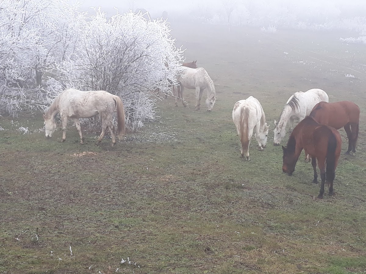 Foto di Fehér Pegazus Furioso North Star Lófarm