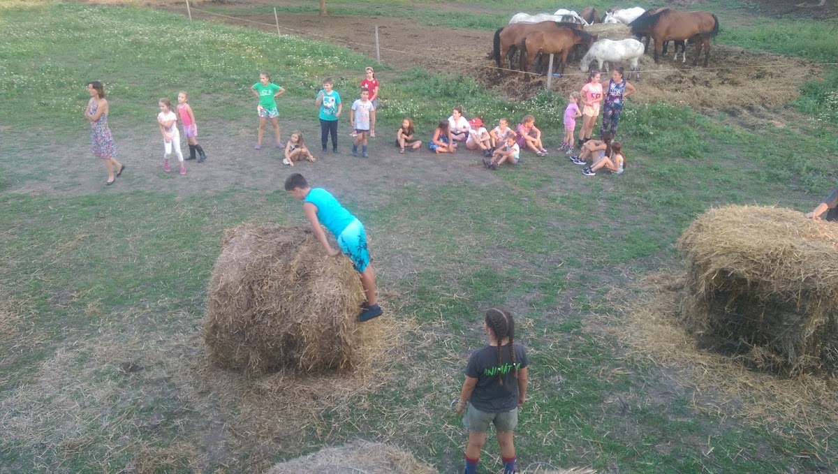 Foto di Fehér Pegazus Furioso North Star Lófarm