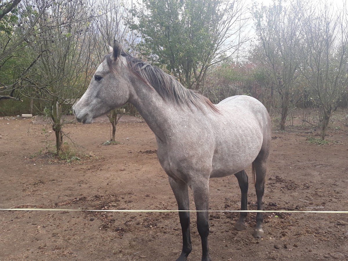 Foto di Fehér Pegazus Furioso North Star Lófarm