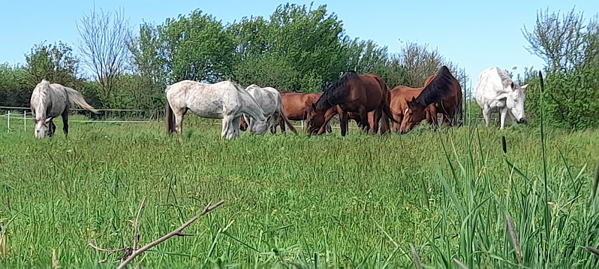 Photo of Fehér Pegazus Furioso North Star Lovas Tanya