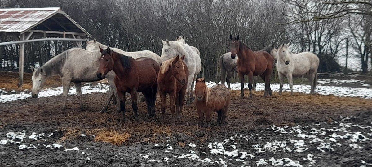 Photo of Fehér Pegazus Furioso North Star Lovas Tanya