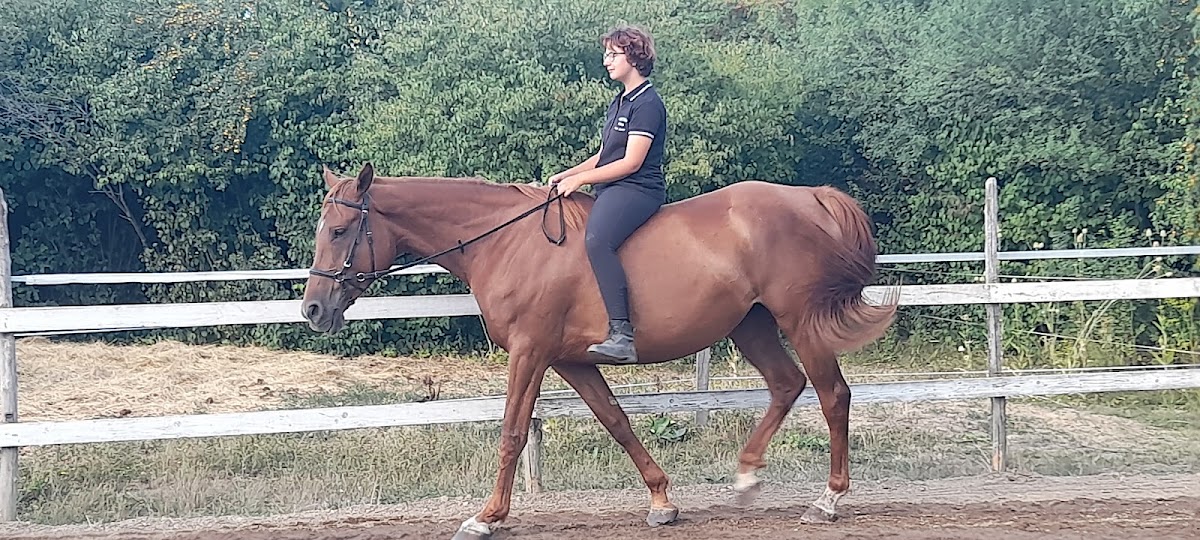 Photo of Fehér Pegazus Furioso North Star Lovas Tanya