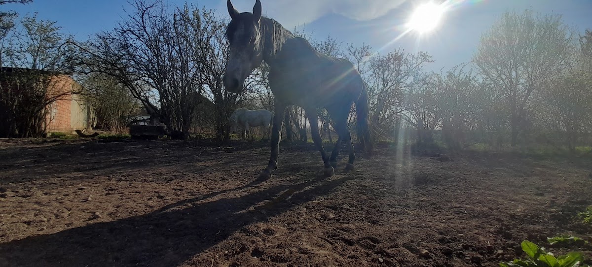Photo of Fehér Pegazus Furioso North Star Lovas Tanya