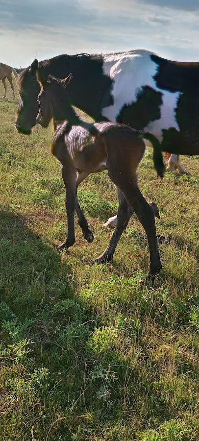 Foto von Centru de Echitatie | Curs Calarie