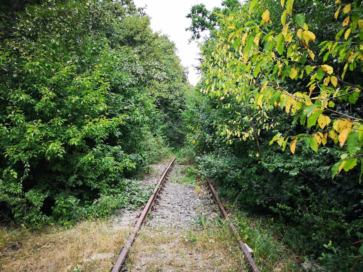 Photo of Pădurea Băile Felix