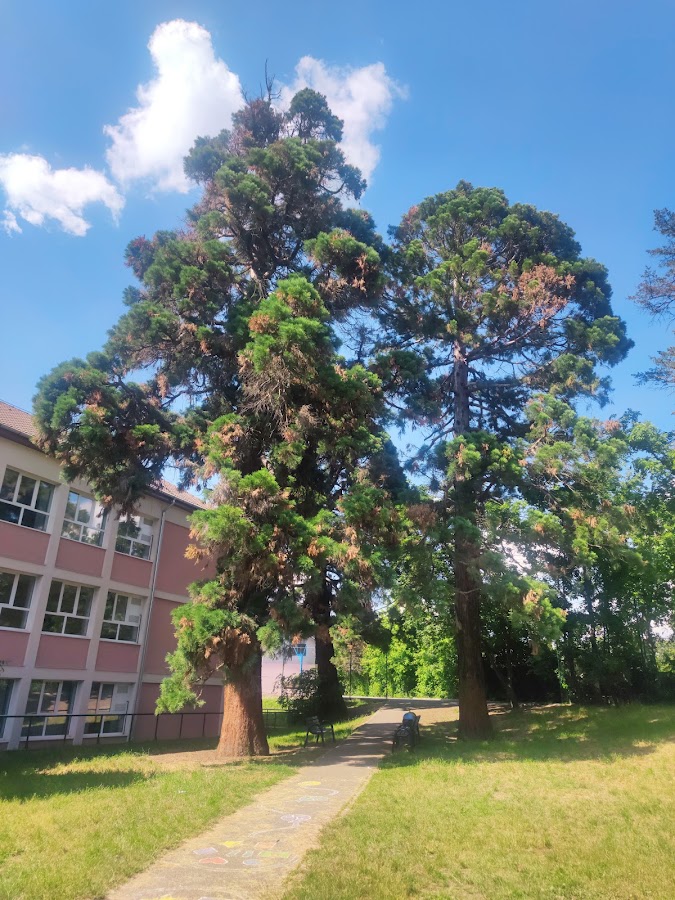 Photo du Séquoia - Séquoiadendron géant