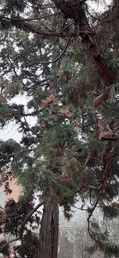 Photo de Sequoia - Sequoiadendron giganteum