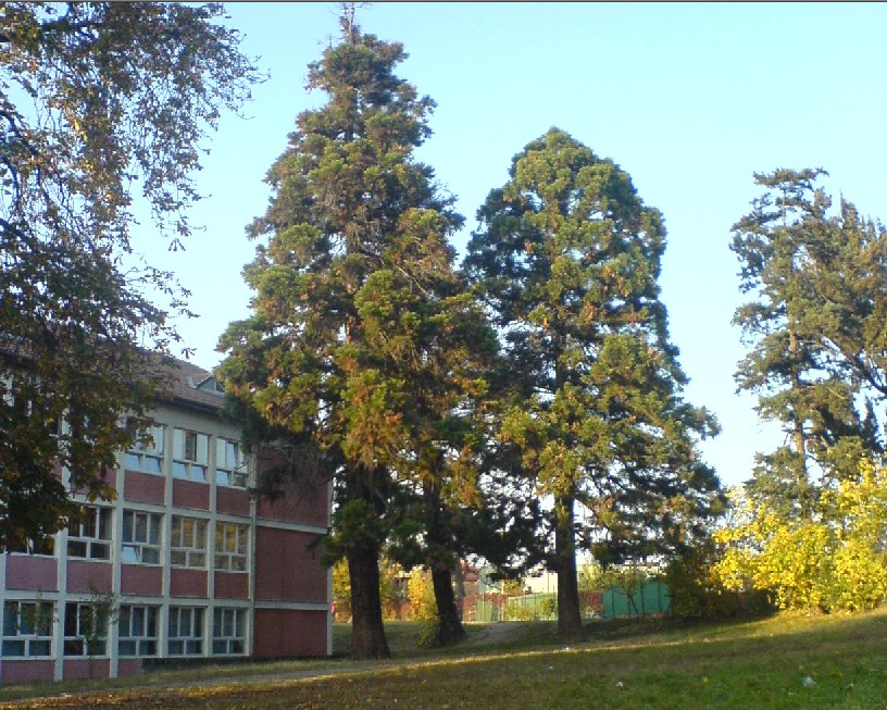 Photo de Sequoia - Sequoiadendron giganteum