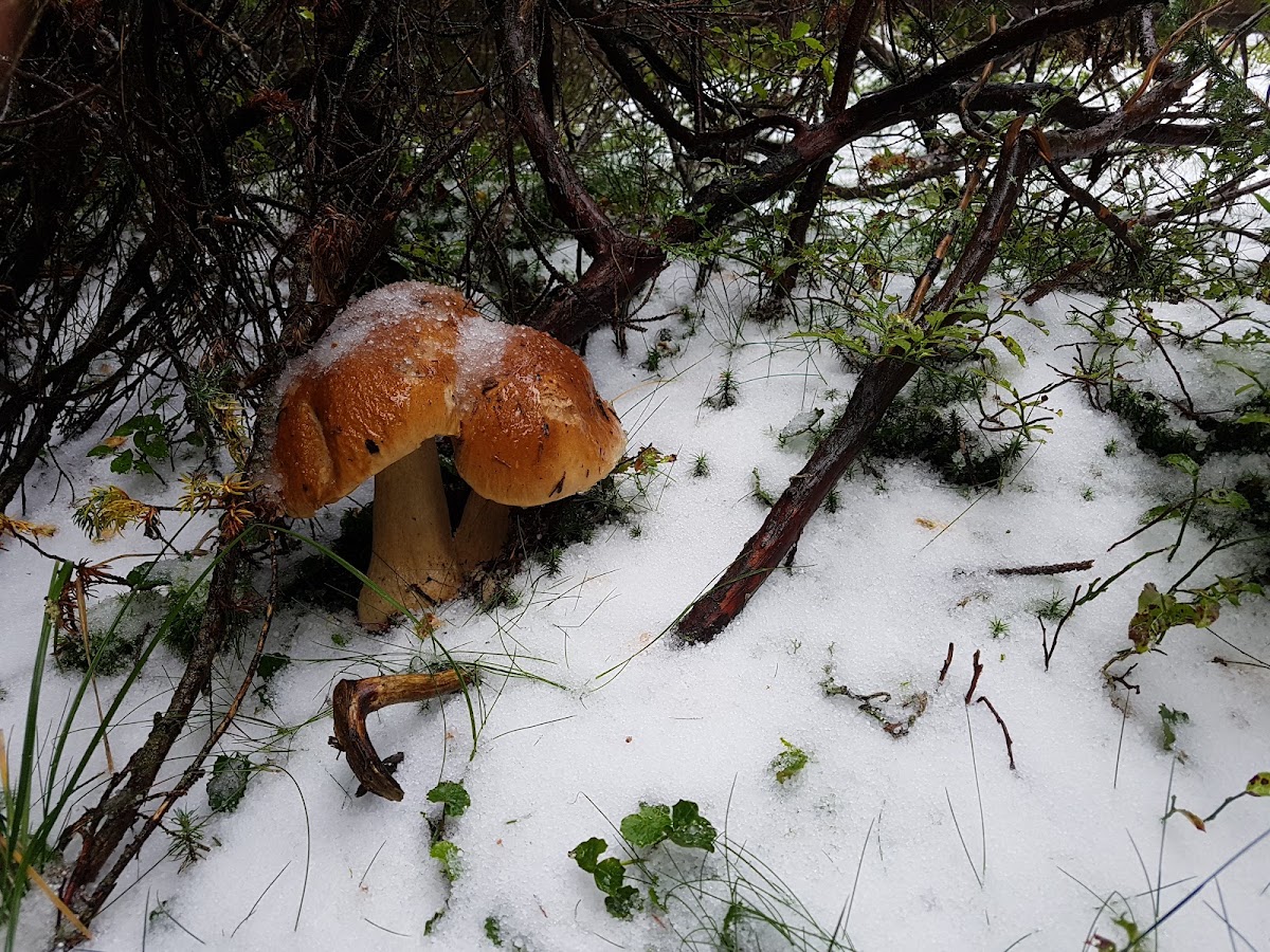 Foto von Valea Cepelor