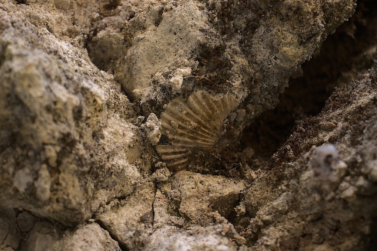 Foto von Calcarele tortoniene de la Tăşad