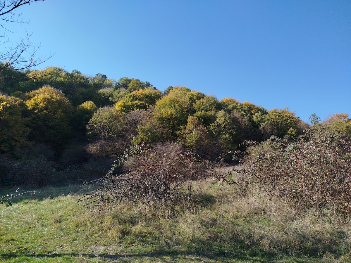 Foto von Calcarele tortoniene de la Tăşad