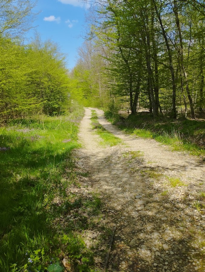 Photo of Pădurea cu narcise de la Oșorhei