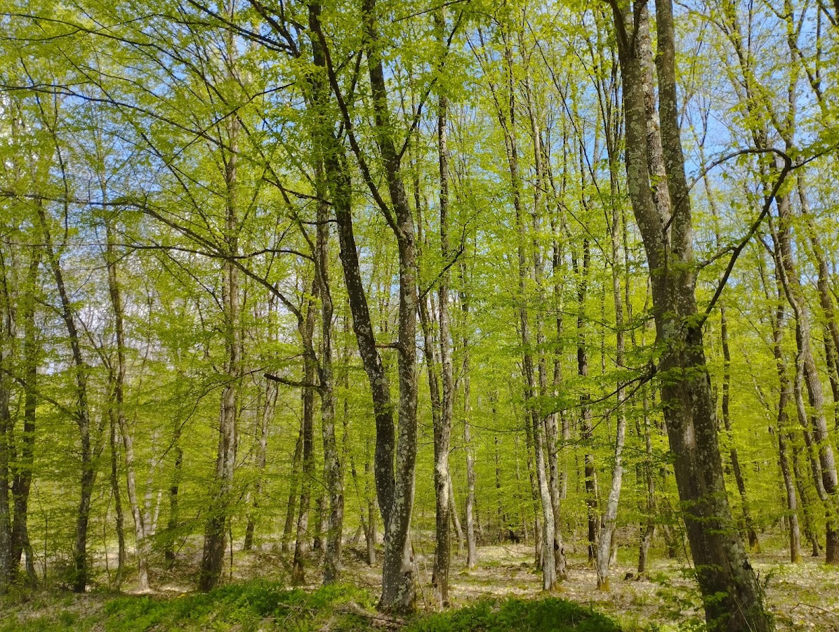 Photo of Pădurea cu narcise de la Oșorhei