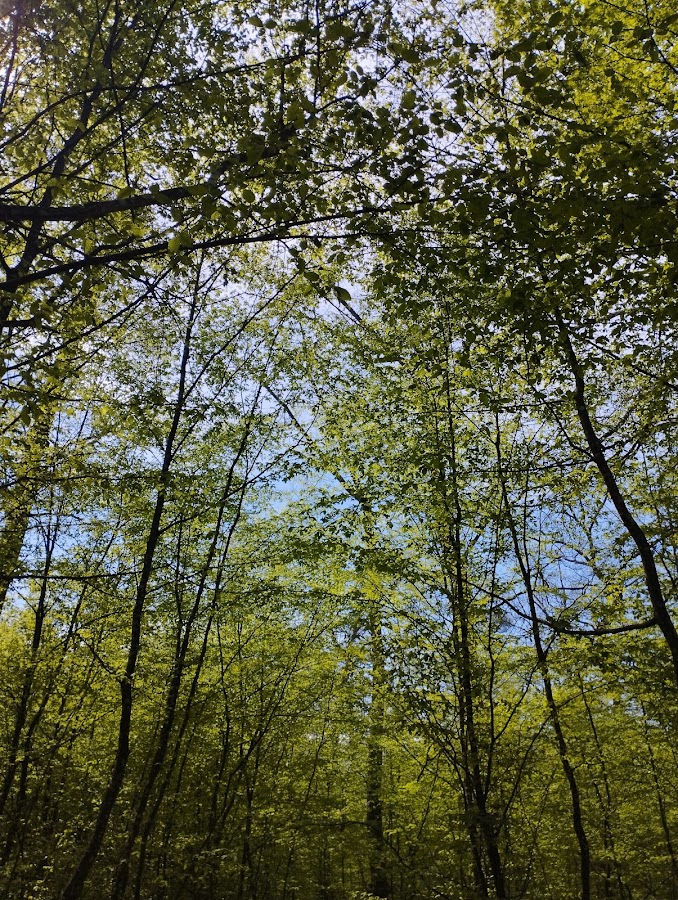 Photo of Pădurea cu narcise de la Oșorhei