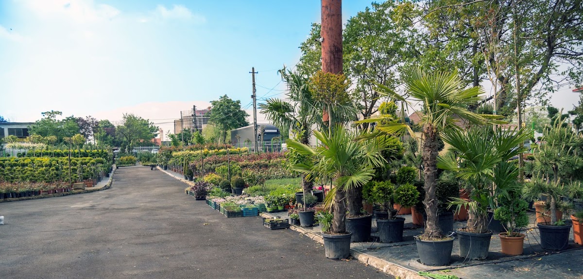Photo of Master Garden - Plante ornamentale Oradea