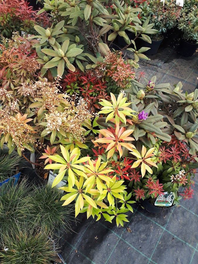Fotografie de Master Garden - Plante ornamentale Oradea