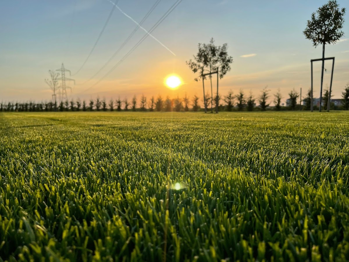Photo de SeSe Gardens - Amenajari spatii verzi
