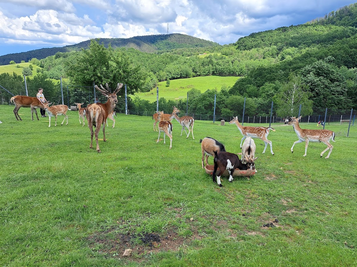 Foto di Green Codru