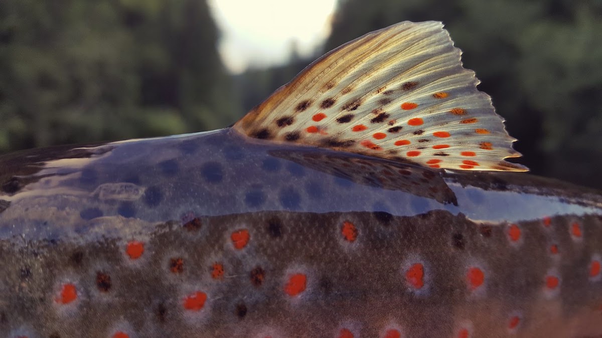Photo of Fly Fishing Romania