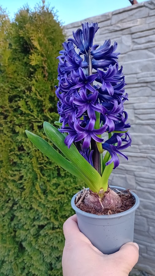 Photo of Sera de Flori Cristina