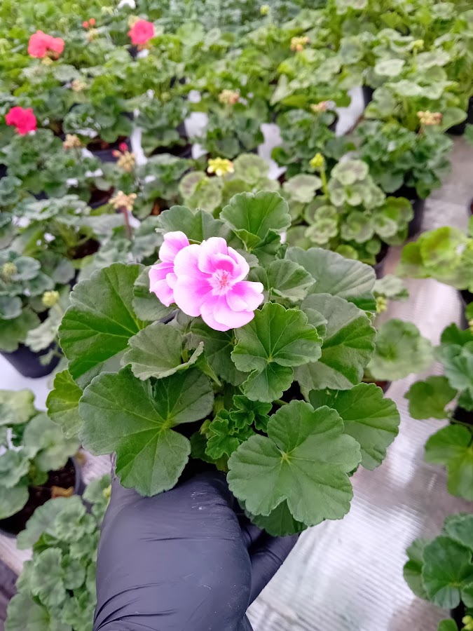Fotografie de Sera de Flori Cristina