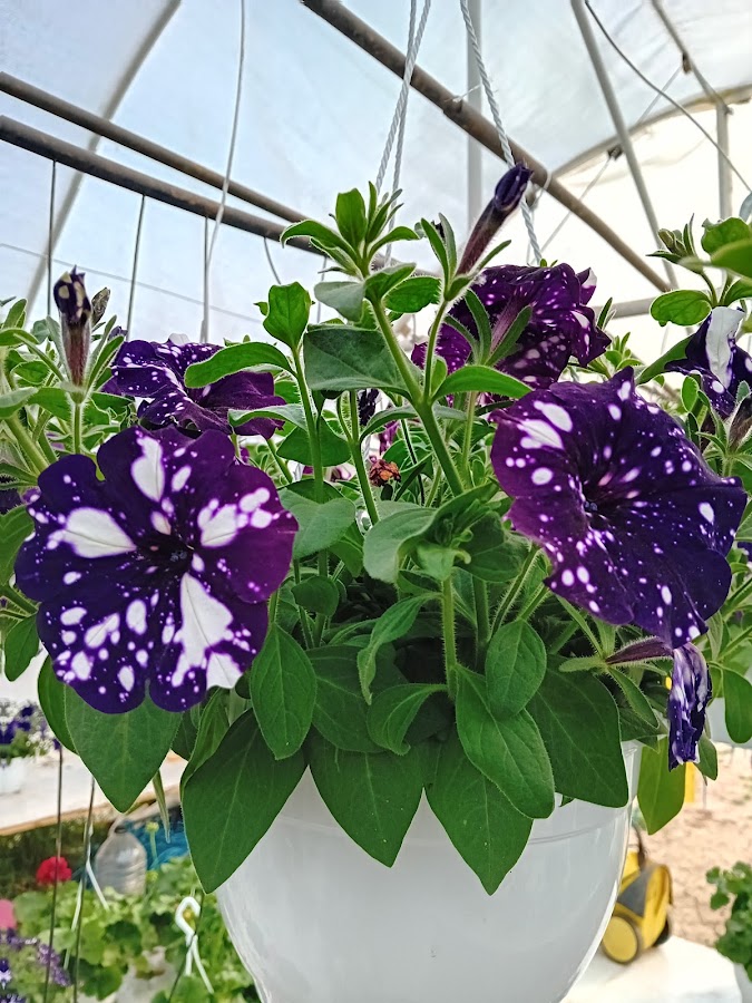 Fotografie de Sera de Flori Cristina