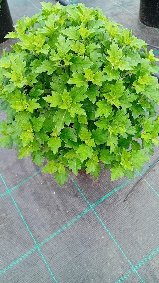 Fotografie de Sera de Flori Cristina