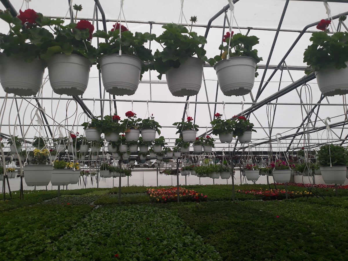Photo of Sera de flori Alma