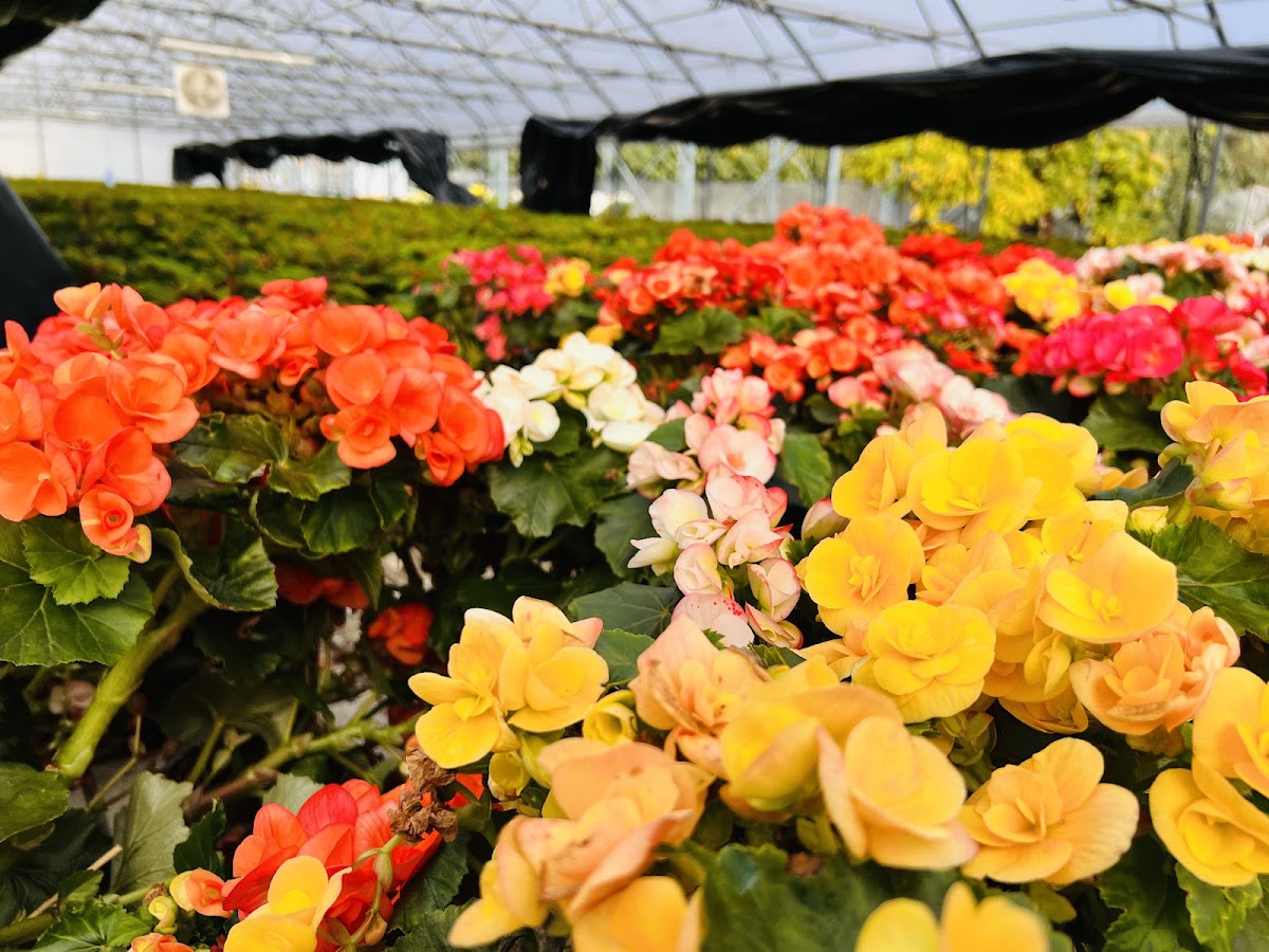 Photo of Sera de flori Alma