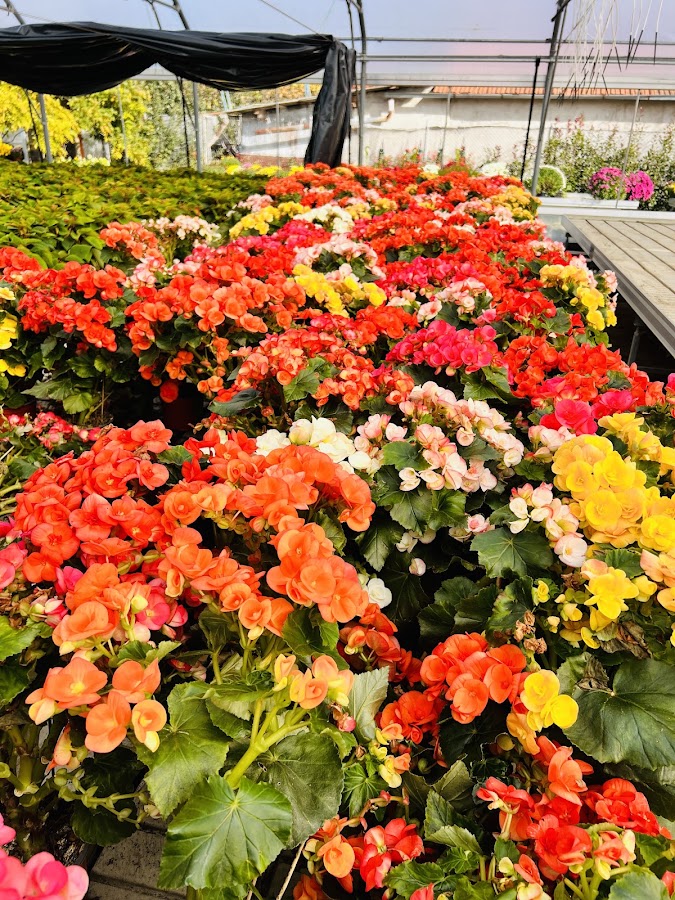 Photo of Sera de flori Alma
