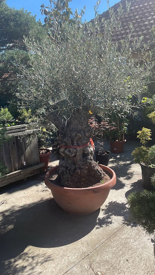 Photo de Giardini e Fiori Biharia
