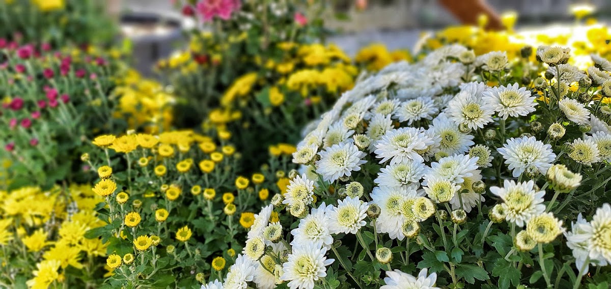 Photo de Giardini e Fiori Osorhei Plante Ornamentale Oradea