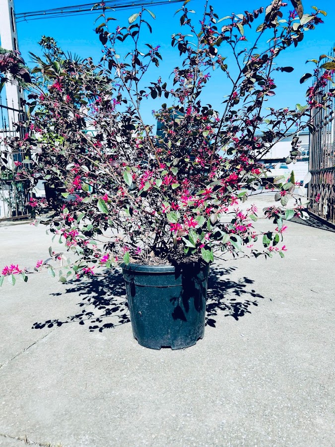 Photo de Giardini e Fiori Osorhei Plante Ornamentale Oradea