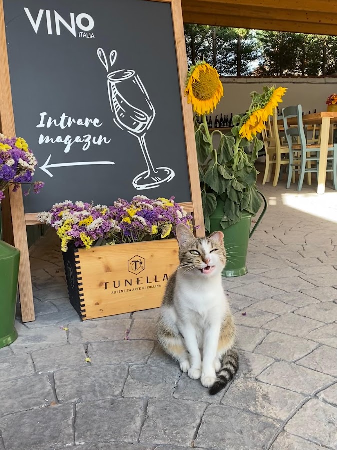 Foto von Vino Italia