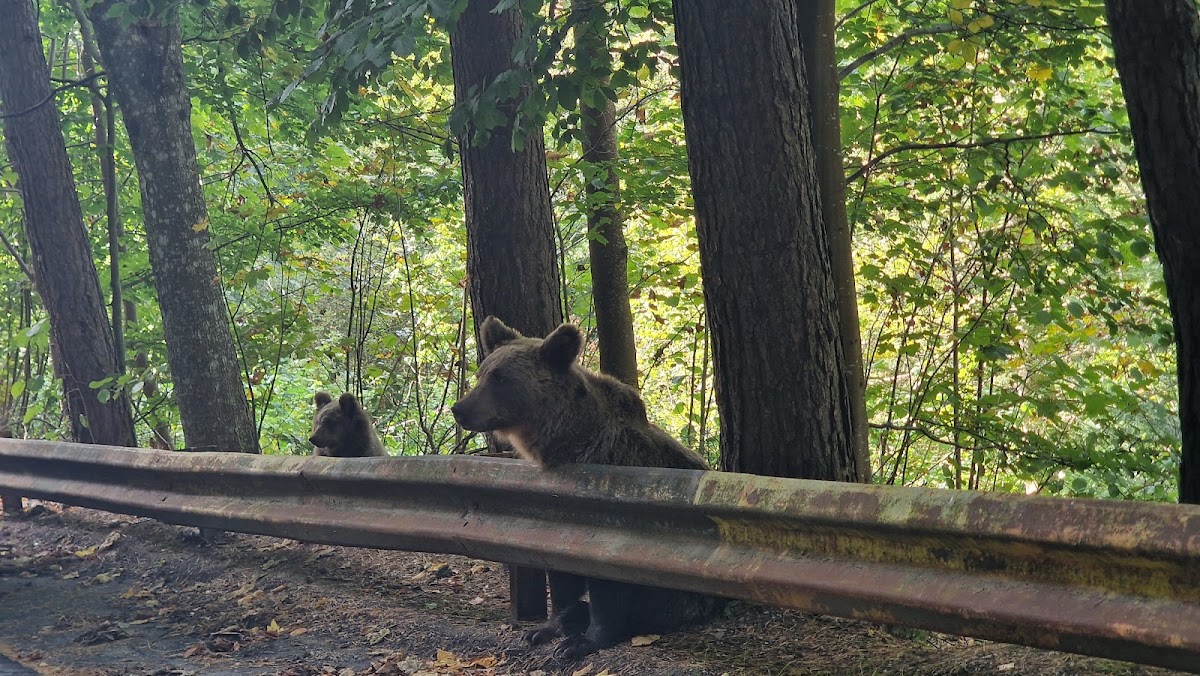 Foto von Forest House - Grill and more