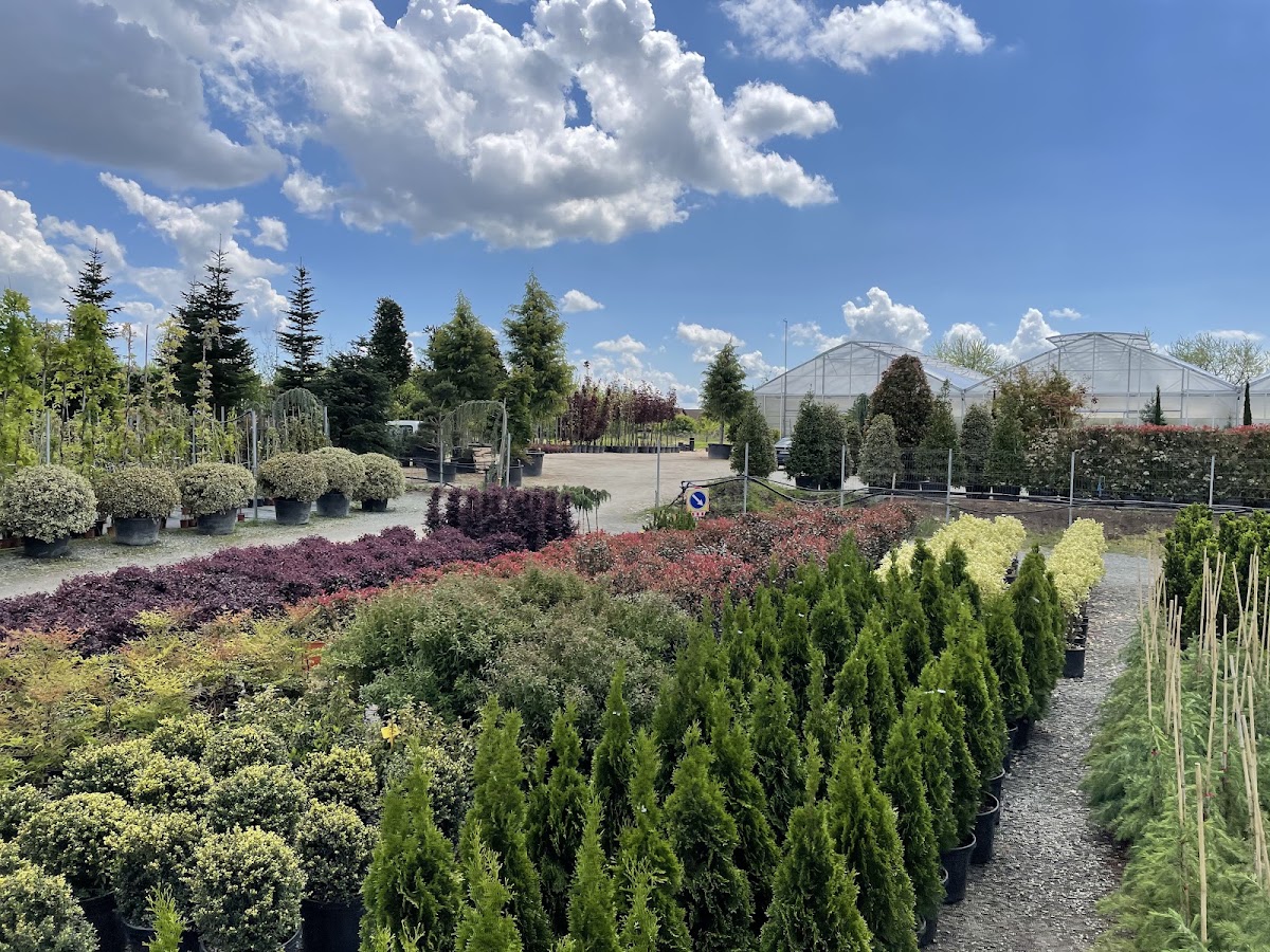Foto di Landisa Plant
