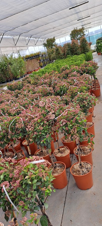 Foto di Landisa Plant