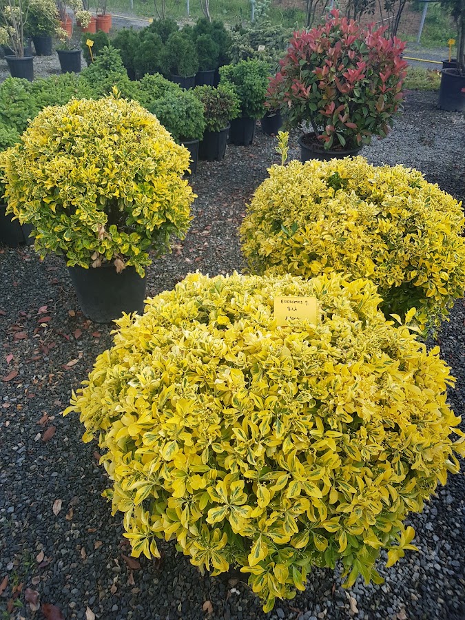 Foto di Landisa Plant