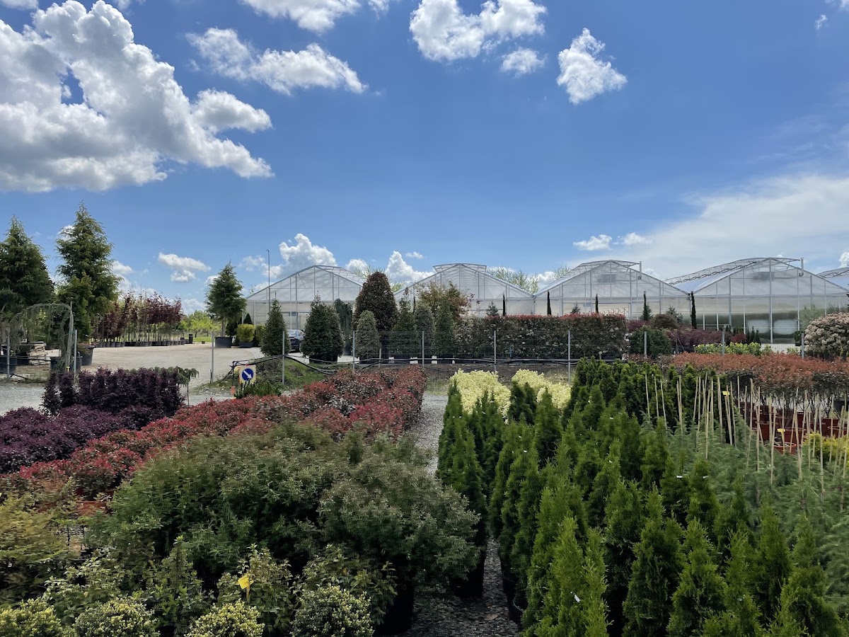 Foto di Landisa Plant