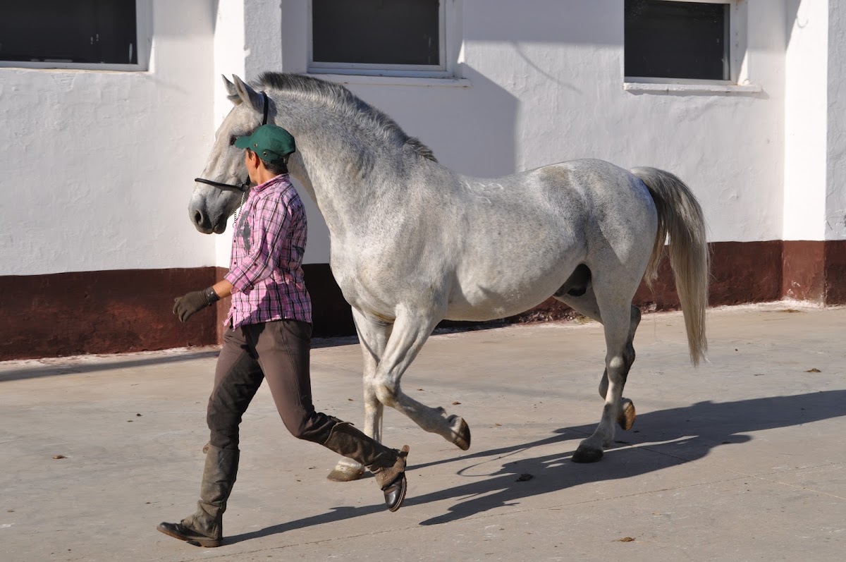 Foto del Deposito di Stalloni Arad