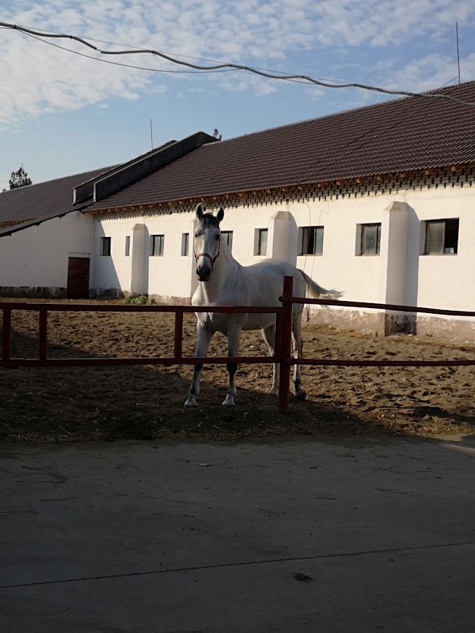 Foto di Depozitul de Armăsari Arad