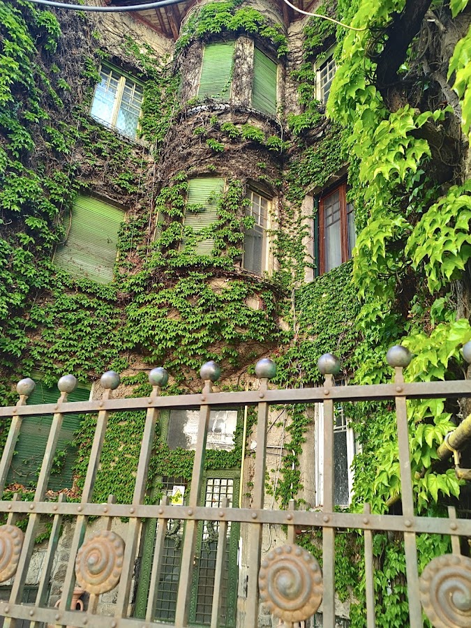 Fotografie de Casa cu Iederă