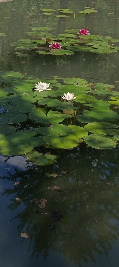 Foto von PARC TEMATIC, aventură - tiroliană. Joi si vineri doar pentru grupuri organizate