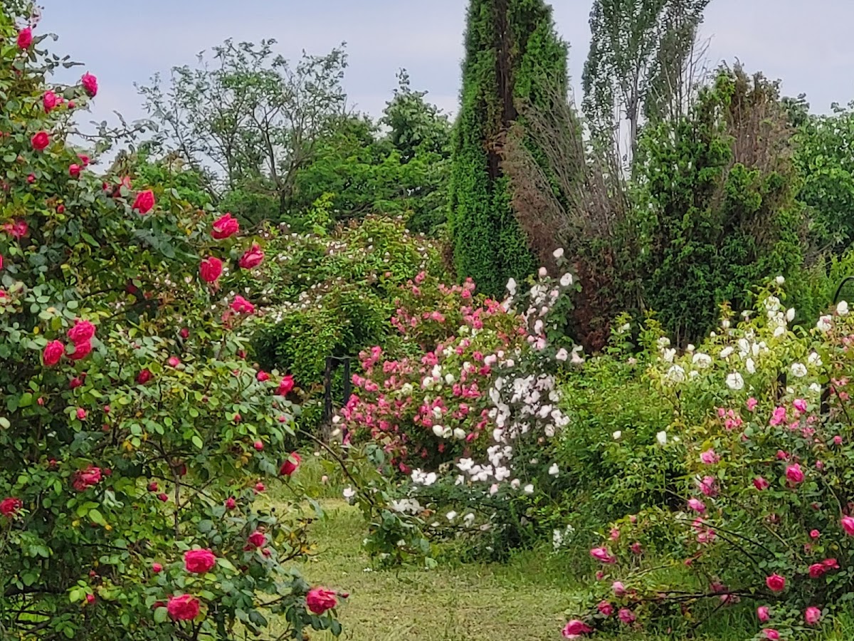 Photo of Eutopia Gardens Foundation - Parcul Eutopia