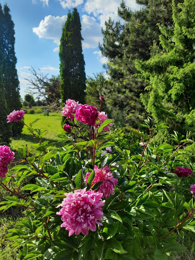 Fotografie de Eutopia Gardens Foundation - Parcul Eutopia